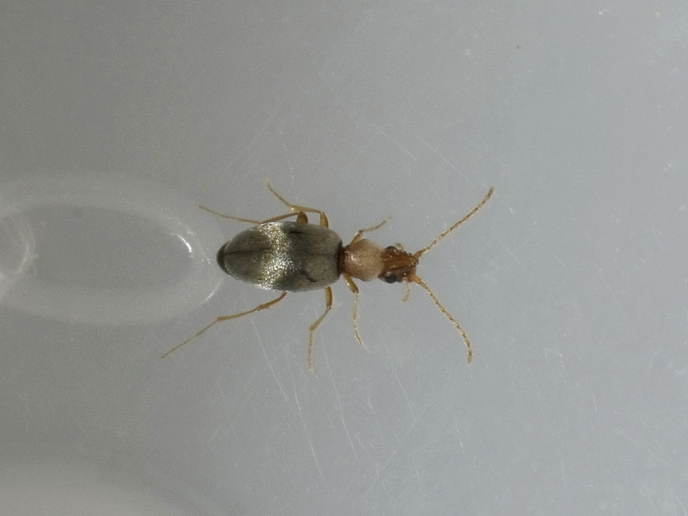 Mecynotarsus serricornis (Anthicidae)